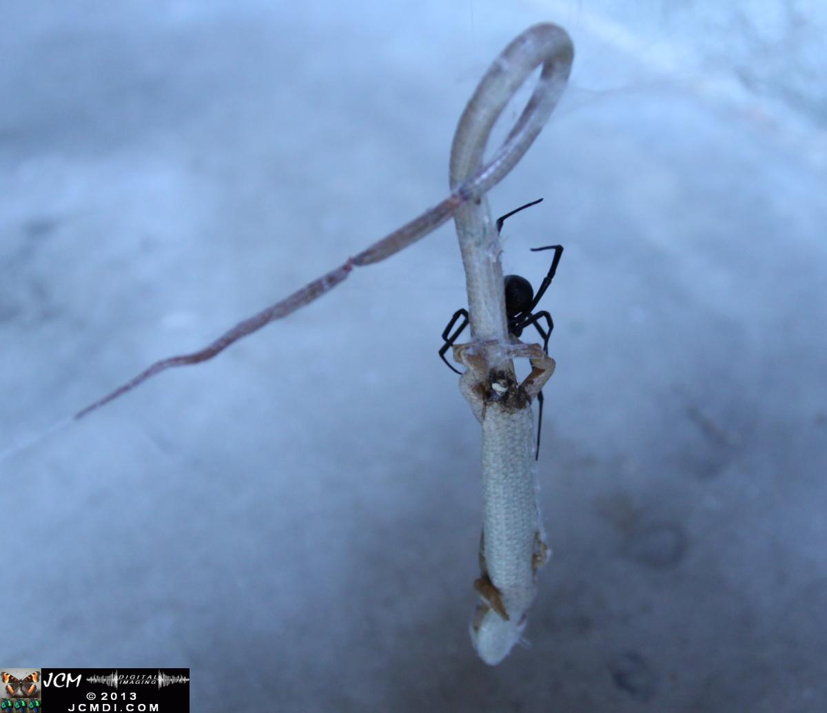 Black Widow vs (and EATS) Alligator Lizard
